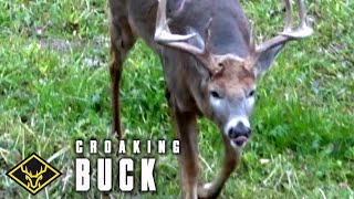 AUDIO of quotCroakingquot Buck [upl. by Flaherty]