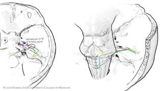 The Facial Nerve CNVII Animated Review [upl. by Gaiser140]