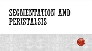 Segmentation and Peristalsis [upl. by Alor848]