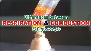 Differences between respiration and combustion of glucose [upl. by Henarat]