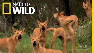 Dingo Fast Food  Nat Geo Wild [upl. by Ettennaej]