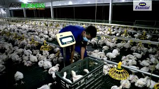 BROILER CHICKEN FARMING FULL VERSION Modern Chicken Farm Market Diseases Management [upl. by Anton]