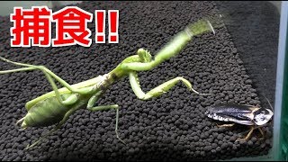 腹ペコのカマキリに巨大ゴキブリを与えた結果…！ [upl. by Seldon]