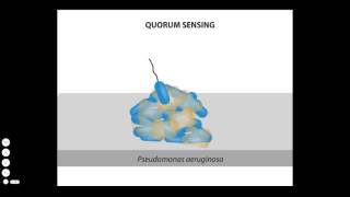 BIOFILM FORMATION [upl. by Lenehc]