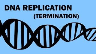 DNA REPLICATION 33  TERMINATION [upl. by Lauro555]