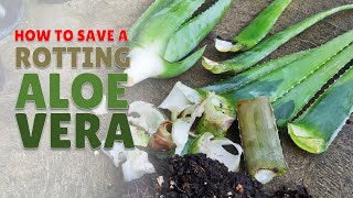 How To Save A Rotting Aloe Vera Plant [upl. by Nylirad28]