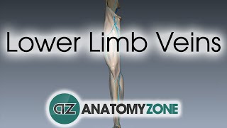 Lower Limb Veins Overview  3D Anatomy Tutorial [upl. by Decato164]