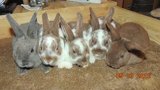 Rabbits  New Mini Rex Rabbit and Netherland Dwarf Rabbit Litters [upl. by Dare]