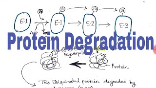 Protein Degradation Ubiquitin mediated hindi [upl. by Barron]