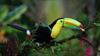 Interesting Facts about Toucan [upl. by Anairuy]