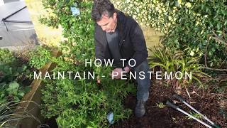 How to maintain  Penstemon [upl. by Kirit]