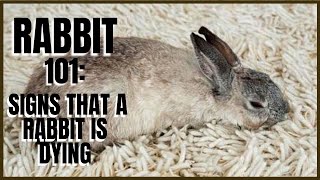 Rabbit 101 Signs That A Rabbit Is Dying [upl. by Nilecoj]