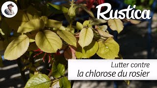 Lutter contre la chlorose du rosier [upl. by Nalced]