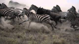 Zebra amp Wildebeest Stampede [upl. by Amorete347]