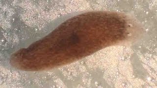 Planaria Flatworm Regeneration amp Movement [upl. by Melitta]