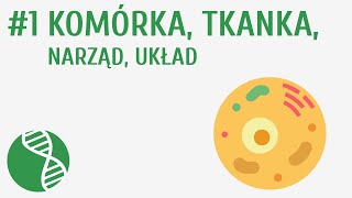 Komórka tkanka narząd układ 1  Homeostaza [upl. by Sucramrej]