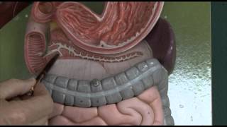 Anatomy 6 Gastrointestinal tract [upl. by Lseil]