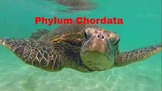 Phylum ChordataWhich animals belong [upl. by Harrietta]