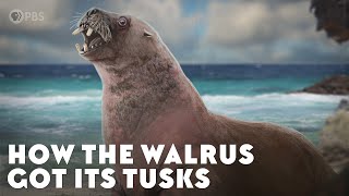 How the Walrus Got Its Tusks [upl. by Geof255]