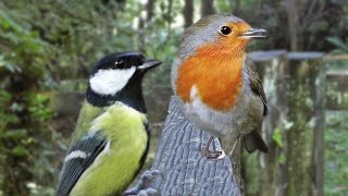 Bird Sounds  Birds Chirping Sounds for Cats to Watch and Listen To [upl. by Oman]