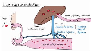 Bioavailability and First Pass Metabolism [upl. by Annwahs]