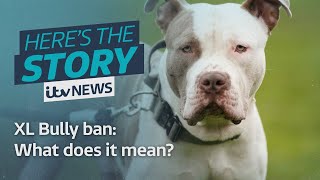 What does next years XL Bully Ban actually mean  ITV News [upl. by Dante646]