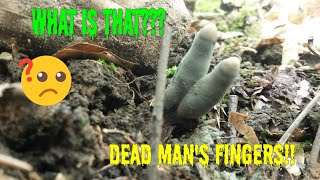 Dead Mans Fingers Mushroom Xylaria polymorpha [upl. by Ahtiuqal355]