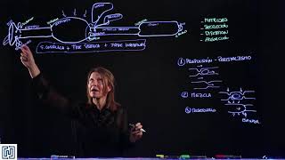 Motilidad del Sistema Gastrointestinal [upl. by Hollington]