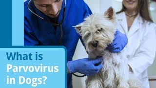 Parvovirus in Dogs Causes Symptoms and Treatment Options [upl. by Tihw]