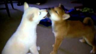 3 MonthOld Shiba Inu ScreamOff [upl. by Sevik88]