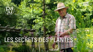 Le savoir d’un droguiste passionné de plantes médicinales [upl. by Tamar]