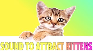 Sounds that attract Kittens  Meow to make kittens come to you [upl. by Asenad]