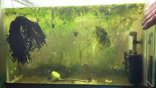 Scuds Daphnia Cherry Shrimp Copepods My aquatic food culture [upl. by Gladis362]