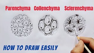 How to Draw Parenchyma Collenchyma and Sclerenchyma [upl. by Fesuoy]