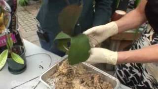 Repotting Orchids [upl. by Hcab]