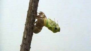 Cicada Molting [upl. by Malloch]