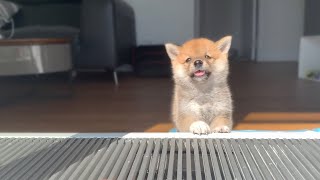 Shiba Inu from Puppy to Adult 8 weeks to 1 year [upl. by Dupuis]