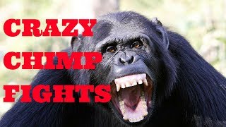 Chimpanzee Fighting at the Taipei Zoo [upl. by Julieta416]