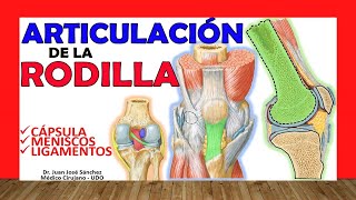 🥇 ARTICULACION DE LA RODILLA ¡Explicación Sencilla [upl. by Adnahsam211]