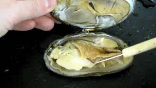 Bivalve Anatomy freshwater mussel [upl. by Yve]