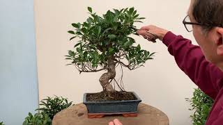 Ficus Bonsai Care and Pruning [upl. by Varhol]