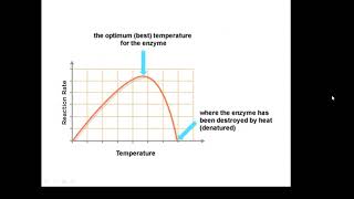 BTEC Applied Science Unit 3 Enzymes 3 [upl. by Pavior]