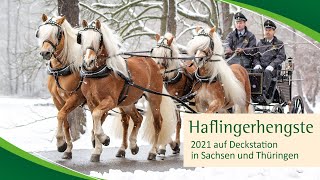 Haflinger auf den Deckstationen 2021 [upl. by Einnaej]