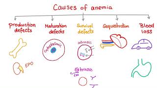 Anemia  Causes and Mechanisms  Fatigue and Pallor  Hematology Series [upl. by Rye]