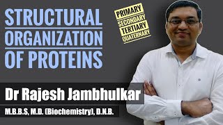 Structural organization of proteins [upl. by Andromeda]