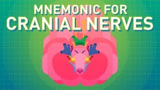 How to Remember the Cranial Nerves Mnemonic  EASIEST WAY [upl. by Anelehs]