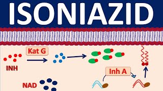 Isoniazid inh  A narrow spectrum antibiotic for tuberculosis [upl. by So487]