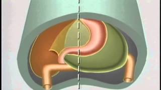 Embryological Development of GastroIntestinal Tract  ACLAND [upl. by Ybok]