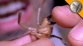 Ahhh Camel Spider Chews My Finger [upl. by Beverly]