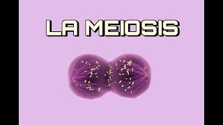 La MEIOSIS  Explicación Sencilla [upl. by Anyaj]